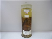 藏品(圖麗魚(地圖魚))的圖片